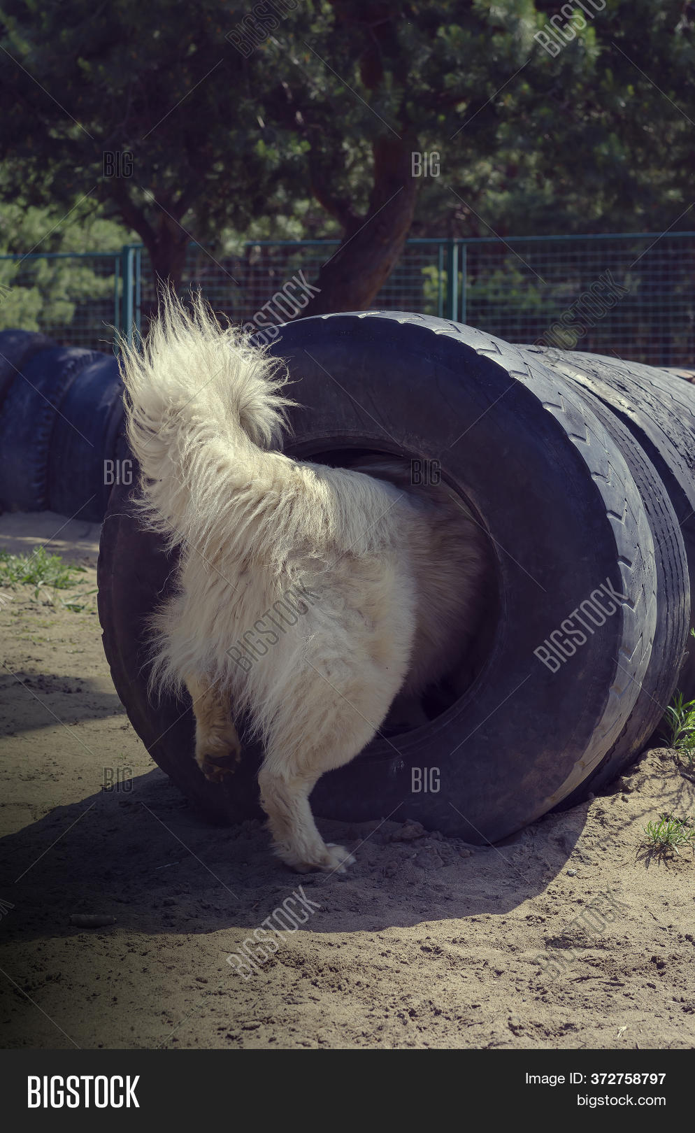 dog course training