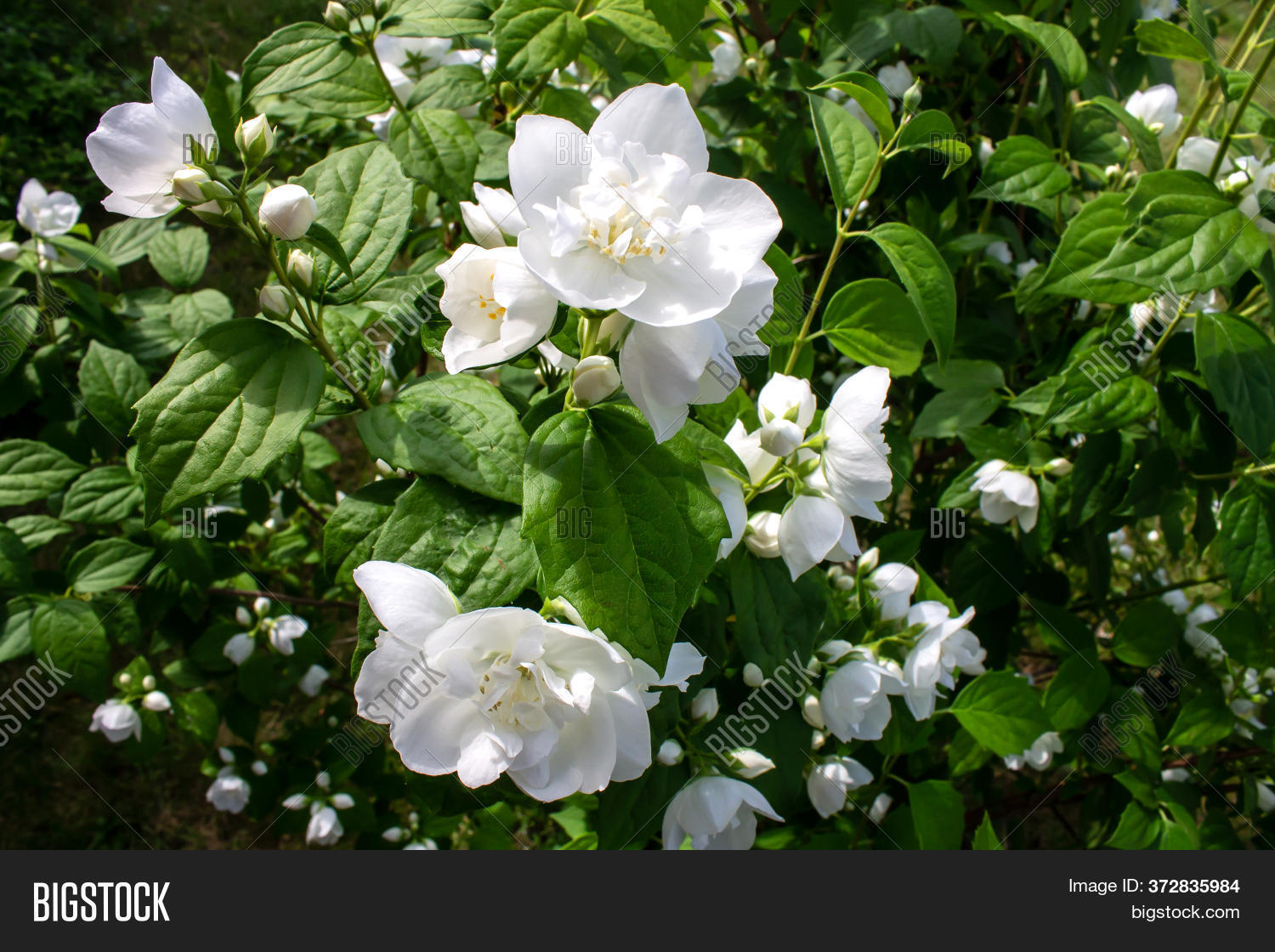 Photo Blooming Jasmine Image & Photo (Free Trial) Bigstock