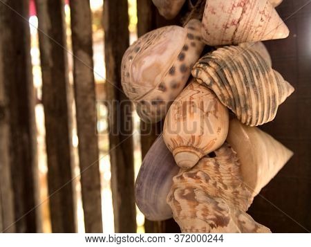 Shells Blinds On Wooden Decorate In A House