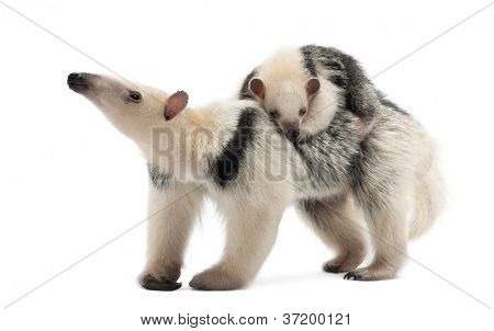 Tamandua, Tamandua tetradactyla matka, 3 roky starý a dítě, 3 měsíce starý, stojící proti bílé