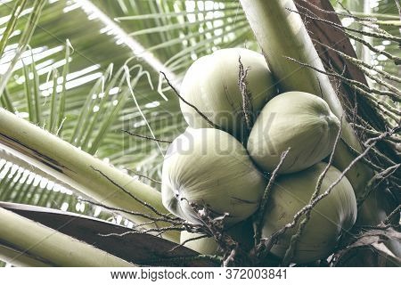 Ripe Coconut On Palm Tree Branch. Green Coconuts Vintage Toned Photo. Tropical Garden Harvest. Natur