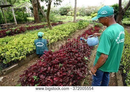 Vitoria Da Conquista, Bahia / Brazil - October 31, 2011: Gardener Is Seen In A Tree Seedling Nursery