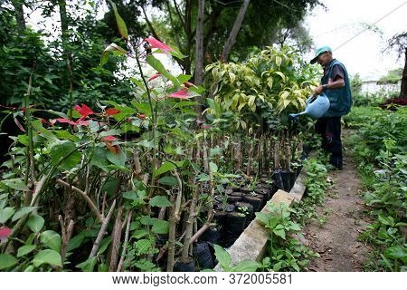 Vitoria Da Conquista, Bahia / Brazil - October 31, 2011: Gardener Is Seen In A Tree Seedling Nursery