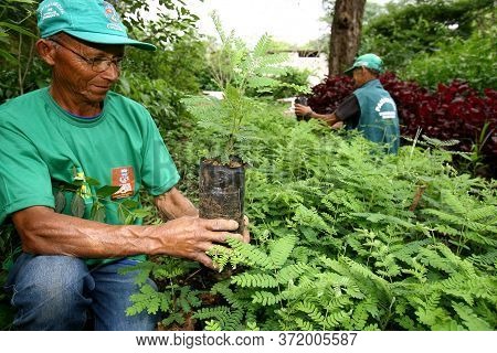 Vitoria Da Conquista, Bahia / Brazil - October 31, 2011: Gardener Is Seen In A Tree Seedling Nursery