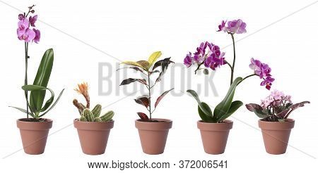 Set Of Different Houseplants In Flower Pots On White Background. Banner Design