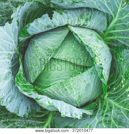 Cabbage Grows In The Garden. Agriculture. Healthy And Healthy Food For Humans. Selective Focus.