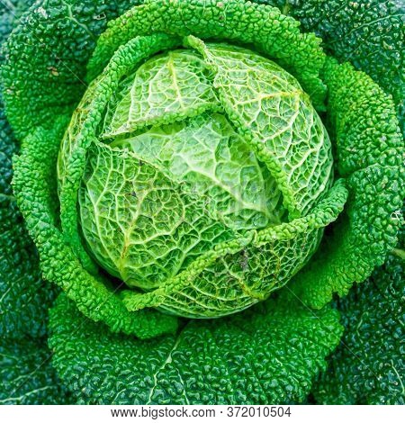 Cabbage Grows In The Garden. Agriculture. Healthy And Healthy Food For Humans. Selective Focus.