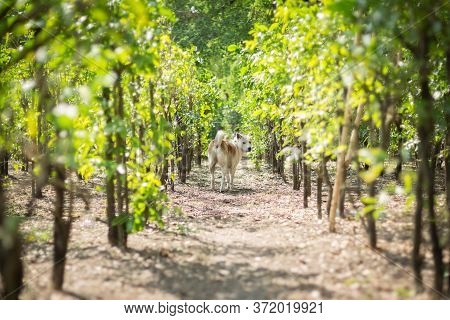 Dog In The Beautiful Melientha Suavis Garden With Morning Sunlight