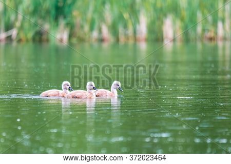 Chickens Of Bird Mute Swan (cygnus Olor) Swim In Spring On Pond With Reflection, Czech Republic Euro