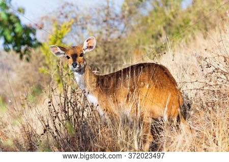 Female Of Rare Endemic Menelik Bushbuck Hiding In Bush, Tragelaphus Scriptus Meneliki, Antelope In S