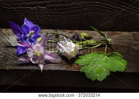 Beautiful Pink Aquilegia Flowers Lie In Water Drops On A Wooden Board. Aquilégia Vulgáris Of The But