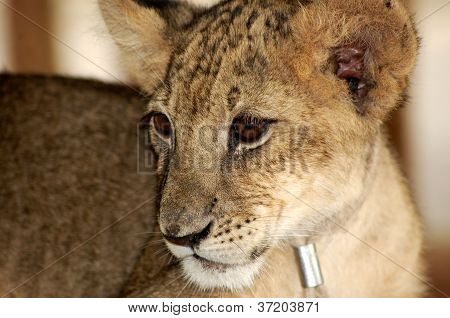 Lion kids