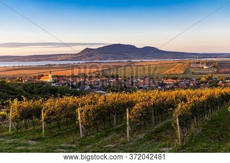 Autumn vineyards under Palava near Sonberk, South Moravia, Czech Republic
