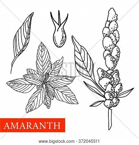 Amaranth Plant. Vector Botanical Illustration. Amaranth. Medical Plants.