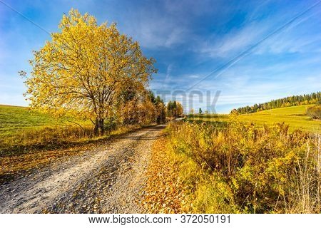 road with autumn tree near saddle Beskyd in Slovakia