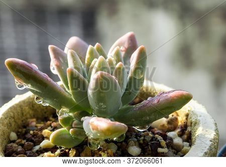 Succulent Plant Close-up, Fresh Leaves Detail Of Graptosedum Darley Sunshine