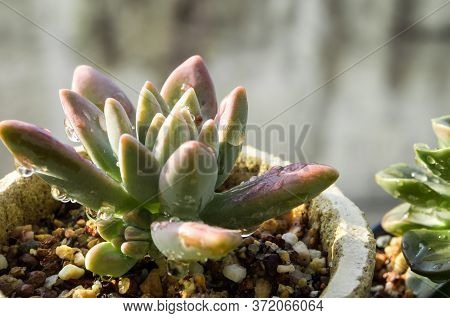 Succulent Plant Close-up Fresh Leaves Detail Of Graptosedum Darley Sunshine