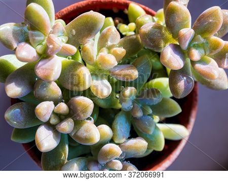 Succulent Plant Close-up, Fresh Leaves Detail Of Sedum Dasyphyllum