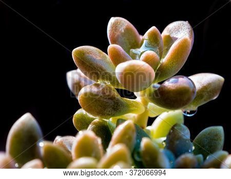 Succulent Plant Close-up, Fresh Leaves Detail Of Sedum Dasyphyllum
