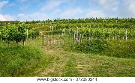 View Of Famous Wine Region Goriska Brda Hills In Slovenia.