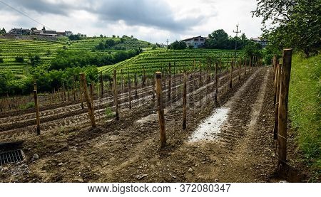 Planting New Grapevines In Vineyard goriska Brda In Slovenia.