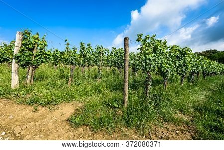 View Of Famous Wine Region Goriska Brda Hills In Slovenia.