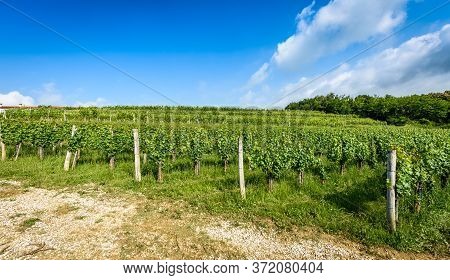 View Of Famous Wine Region Goriska Brda Hills In Slovenia.