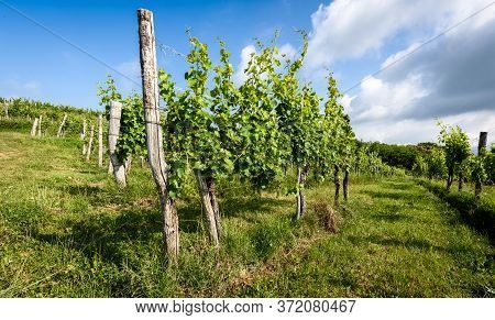 View Of Famous Wine Region Goriska Brda Hills In Slovenia.