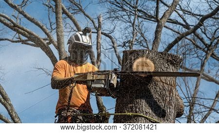 Worker With Chainsaw  And Helmet Hanging From Rope And Cutting Down Tree