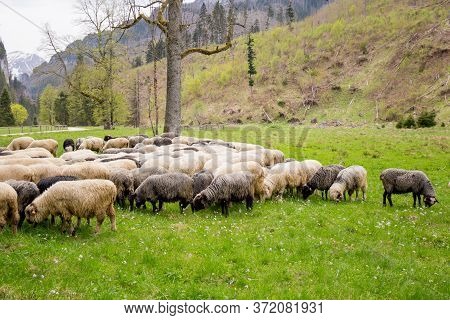 Flock Of Sheep On Green Grass, Mountain Meadow. Nature Concept