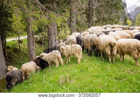 Flock Of Sheep On Green Grass, Mountain Meadow. Nature Concept