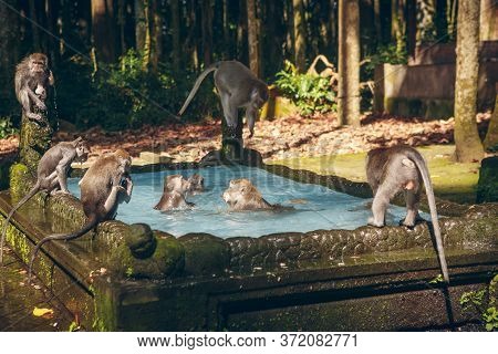 Monkey Pool In Bukit Sari Temple, Sangeh Monkey Forest, Bali, Indonesia