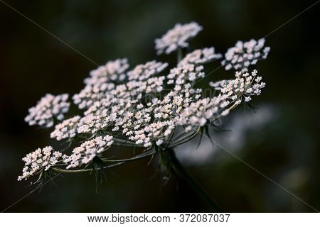 Aegopodium. The Most Well-known Member Is The Aegopodium Podagraria, The Ground Elder Also Known As 