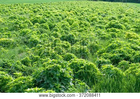 Field In Swabian Alb In Germany With Sida Hermaphrodita For Biomass Production