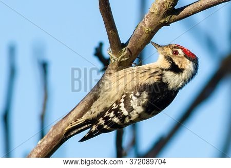 Lesser Spotted Woodpecker, Dryobates Minor, Dendrocopos Minor. The Smallest Woodpecker Sits On A Tre