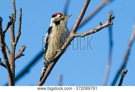 Lesser Spotted Woodpecker, Dryobates Minor, Dendrocopos Minor. The Smallest Woodpecker Sits On A Tre
