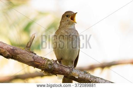 Thrush Nightingale, Luscinia Luscinia. A Bird Sits On A Tree Branch And Sings