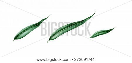 Willow Leaves Watercolor Illustration Set. Hand Painted Close Up Single Leaf Objects. Perfect Elemen
