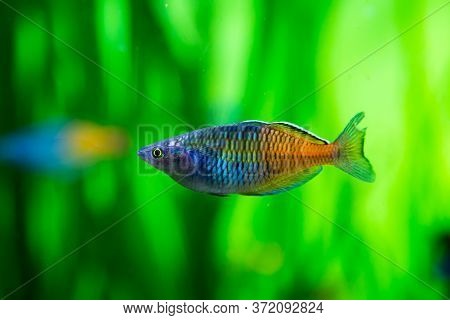 Melanoteniya Boesmani Or Donaciinae, Boesemani Rainbowfish, On A Background Of Green River Bottom. M