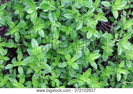 Green Leaves Of Thymus. Twigs Of Fresh Thyme Growing In The Garden. The Herb Thymus. Green Plant In 