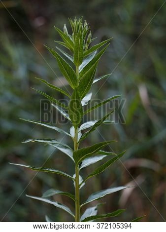 Branch Of Wild Plant In The Forest