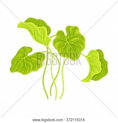 Marine Colorful Algae With Broad Leaves Vector Illustration