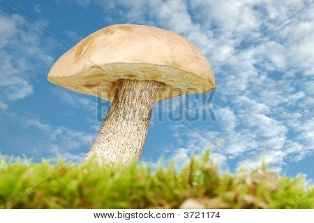 Mushroom In Grass On Blue Background