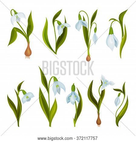 Galanthus Or Snowdrop With Linear Leaves And Single White Drooping Bell Shaped Flower Vector Set