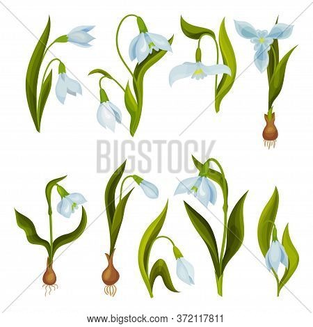 Galanthus Or Snowdrop With Linear Leaves And Single White Drooping Bell Shaped Flower Vector Set