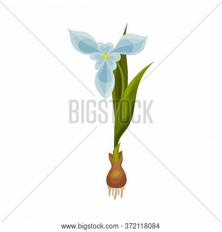 Galanthus Or Snowdrop With Linear Leaves And Single Drooping Bell Shaped Flower Vector Illustration