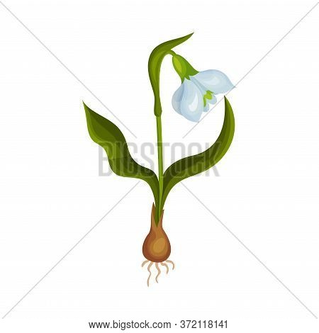 Galanthus Or Snowdrop With Linear Leaves And Single Drooping Bell Shaped Flower Vector Illustration
