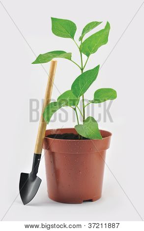 Tuin bloempot met de schop en spruit