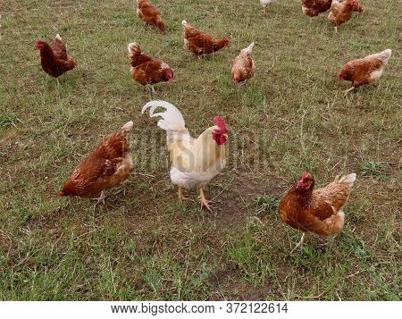 Free Range Brown Laying Hens And White Rooster In Green Grass Walking And Curiously Watching The Cam
