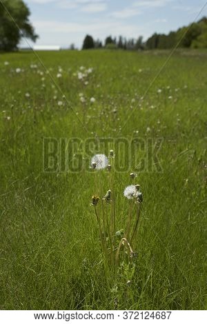 Overgrown green grass field about to release parachute seeds from several dandelion weeds as landsca